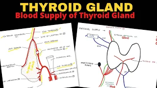 Thyroid Gland Anatomy (2/3) | Blood Supply of Thyroid Gland | Head & Neck Anatomy