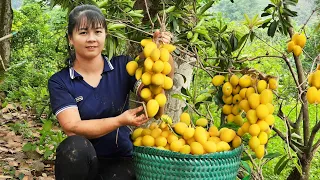 Harvesting Plums Goes To Market Sell - Shopping in the supermarket | Phuong Daily Harvesting