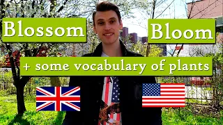 Blossom vs Bloom in English + Some Vocabulary of Plants
