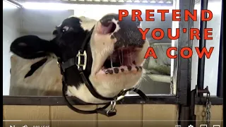 PRETEND YOU'RE A COW  /  KIDS VOCABULARY   (Part 2) /  Learn ENGLISH  / EDUCATIONAL KIDS Video