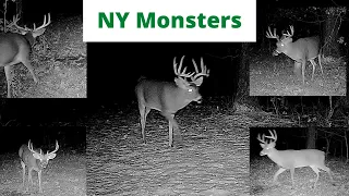 Big bucks in the area! (Hunting Western NY)