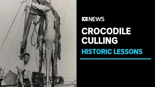 Should crocodiles be culled again in the NT? Here's what happened last time | ABC News