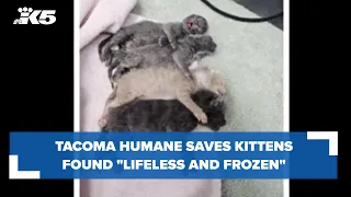 Tacoma Humane saves kittens found 'lifeless and frozen stiff' in cardboard box