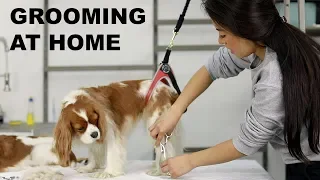 HOW TO GROOM YOUR DOG AT HOME | Cavalier King Charles grooming