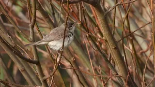 Eastern olivaceous warbler,Bleksanger,Бледная пересмешка,Blassspötter,Oostelijke vale spotvogel