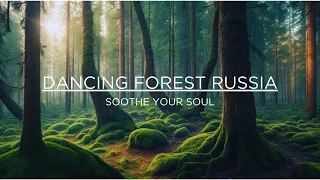 Peace in Forest Relaxing Meditation Stress Relief | Dancing Forest Russia