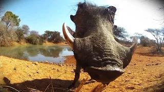 Wart hog gets SLOCKED with a Razor blow dart!!