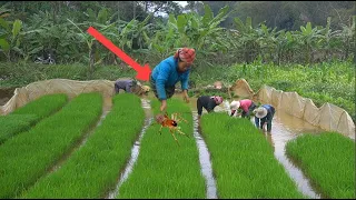 Method Of Cultivating High-yield Rice On Terraced Fields In Mountainous. Military Enlistment Day
