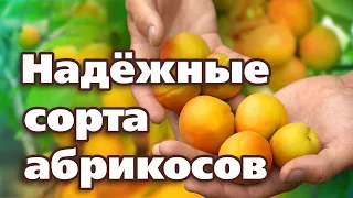 ЭТИ СЕВЕРНЫЕ СОРТА АБРИКОСОВ ТОЧНО ПЕРЕЗИМУЮТ!