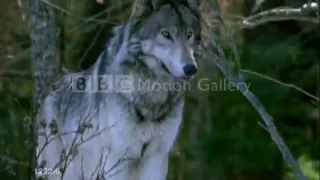 wolf  tribute- song: Enya adiemus