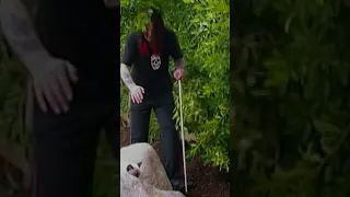 Ozzy Osbourne looking for a cat