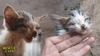 Rescue the abandoned baby kitten who lost his mother and can't open his eyes