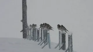 Wie überleben die Vögel den Winter?