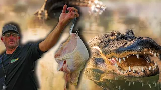 Using NASTY Baits for GIANT AlliGators!!!