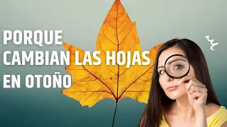 ¿Por qué las hojas cambian de color en otoño?