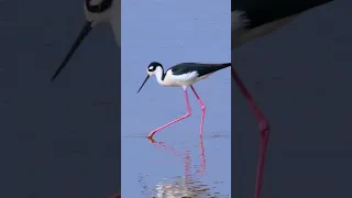 ID that waterbird! #CaribbeanWaterbirdCensus #CWC2024 #waterbirds #caribbean #shorts