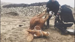 Migration with Kazakh Nomads in Western Mongolia