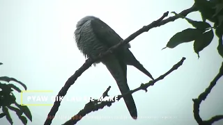 LAWKJE MARE - Lasang JI Bu ( Kachin Song )