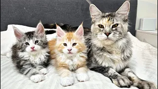 Mom Cat Talks to Her Kittens - What Is She Saying?