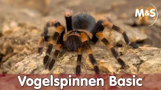 ☠️ Sind alle Vogelspinnen GIFTIG? ☠️ | Vogelspinnen Basic | Reptil TV