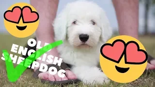 10 Reasons why YOU NEED an Old English Sheepdog┃Ed&Mel