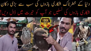 Falcons Owls Shikra Baz Peacock Golden Eagles in Saddar Birds Market 😯😱😧