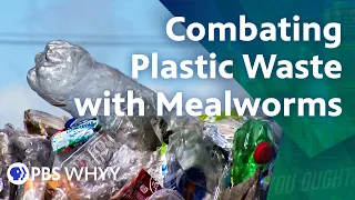 Mealworms: A plastic pollution solution - You Oughta Know (2022)