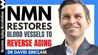 DAVID SINCLAIR ” NMN Restores Blood Vessels To Reverse Aging” | Dr David Sinclair Interview Clips