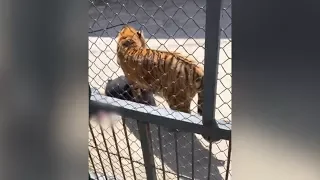 Dramatic footage of tiger killing its trainer leads to call to forbid wild animal performances