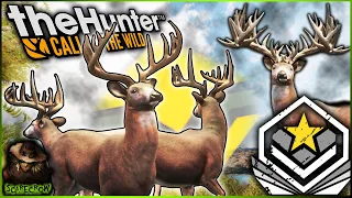 How I Grind The Great One & Our Best Diamond Whitetail Deer! Call Of The Wild Great One Guide