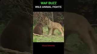 INCREDIBLE! PUMA ATTACKS BEAR AND GETS BAD #shorts