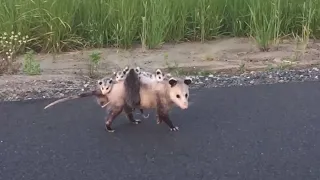 Funny animals - Funny opossum / Funny animal videos