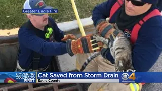 Cat Saved From Storm Drain