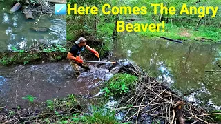 Angry Beaver Swims Downstream As We Remove Beaver Dam In New Creek! Part 13!