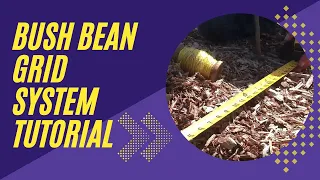 Bush Bean GRID SYSTEM PLANTING Tutorial - You Asked and We Answered