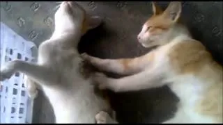 Funny Cats Compilation 2013 - Epic