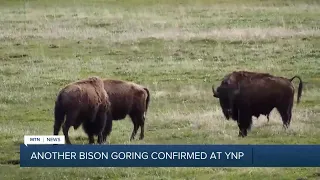 Another visitor gored by bison in Yellowstone National Park