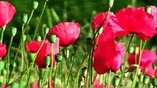 Poppies