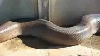 Самая крупная змея в мире найдена мёртвой