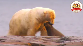 【北極圏・生と死の物語】巨大ホッキョクグマが赤ちゃんセイウチを連れ去る…命を懸けて追う母親！その結末は？（最終章）【どうぶつ奇想天外／WAKUWAKU】