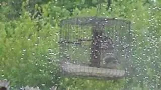 wet and windy feeding day