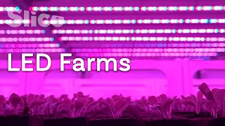Artificial lights to make plants grow | SLICE
