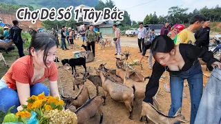 Chợ Dê lớn nhất Tây Bắc - bất ngờ giá Dê rẻ hơn cả Lợn