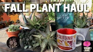 Collective Fall Plant Haul 2021 | Succulents