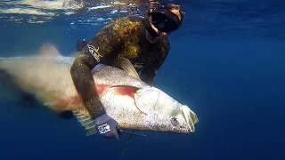 Spearfishing for Mulloway / Jew fish on offshore reefs and pinnacles