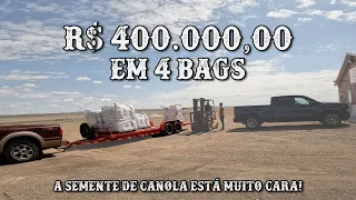 ATÉ PARECE OURO, MAS É APENAS CANOLA - MAIS DE 400 MIL REAIS EM 4 BAGS