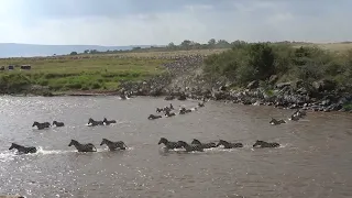 Mara River Crossing : Zebra vs Crocodile