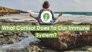 Cortisol And Immune System