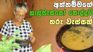 අත්තම්මගේ රසට හල්මැස්සො හොදි | sprats curry with English subtitles | aththammai mamai halmasso hodi