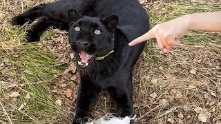 Luna the panther was petted by a stranger😳 A collection of our everyday life😁(ENG SUB)